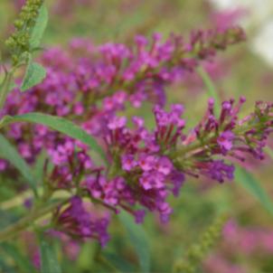 Buddleia davidii 'Tobud1305' ~ Butterfly Towers™ Magenta Butterfly Bush-ServeScape