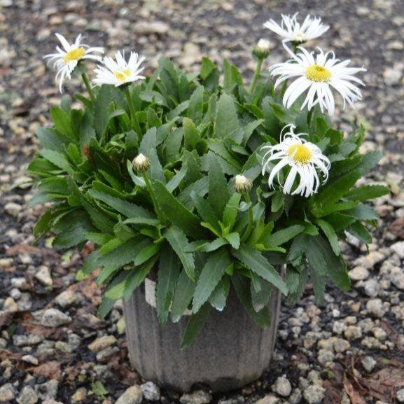 Leucanthemum x superbum ‘Carpet Angel' ~ Carpet Angel Daisy™ Shasta Daisy-ServeScape