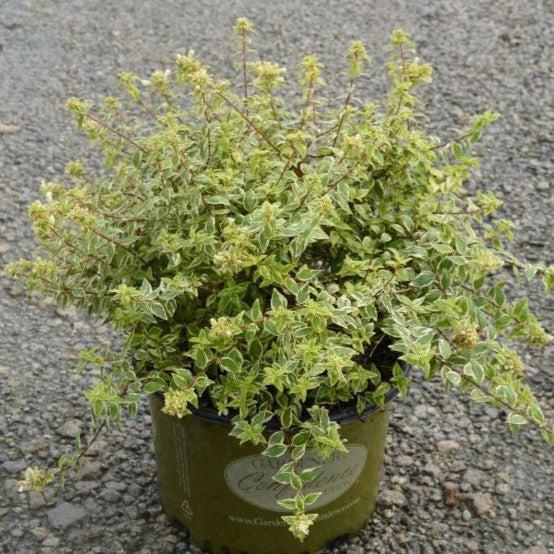 Abelia x grandiflora 'Radiance' ~ Radiance Glossy Abelia-ServeScape