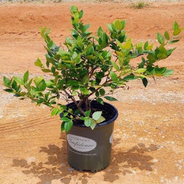 Vaccinium corymbosum 'TH-682' ~ Blue Suede® Highbush Blueberry-ServeScape