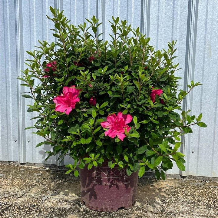 Rhododendron ‘Roblee’ ~ Encore® Autumn Sangria™ Azalea-ServeScape
