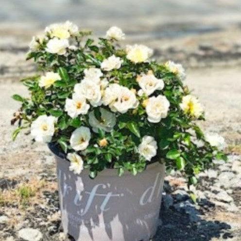 Rosa 'Novarospop' PP#24,773 ~ Popcorn Drift® Rose-ServeScape