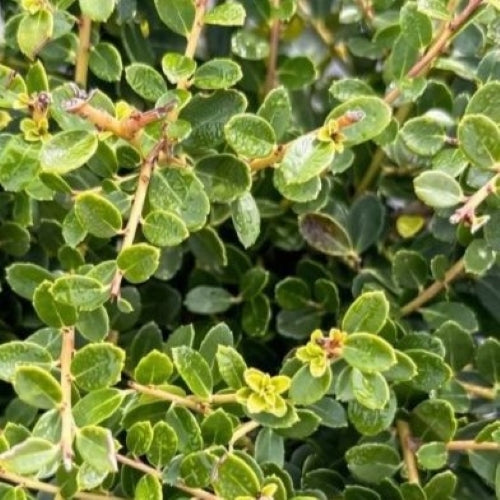 Ilex crenata 'Helleri' ~ Helleri Japanese Holly