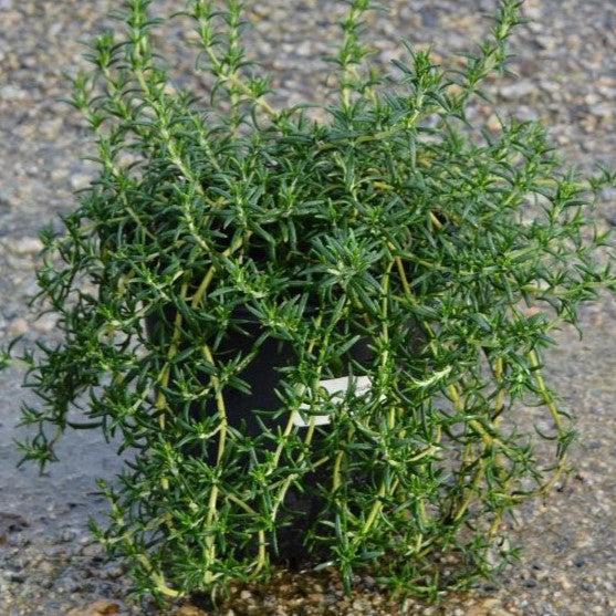 Rosmarinus officinalis 'Prostratus' ~ Creeping Rosemary-ServeScape