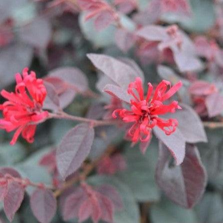 Loropetalum chinense 'CANRL01' ~ Ever Red Mini® Fringe Flower-ServeScape