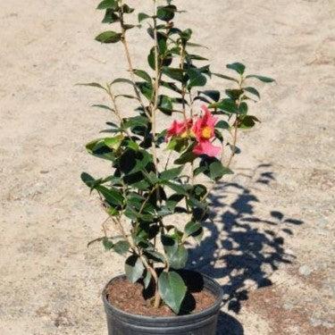 Camellia japonica 'Arctic Rose' ~ Arctic Rose Camellia-ServeScape