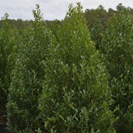 Ilex x 'RutHol4' ~ Arrow Point® Japanese Holly-ServeScape