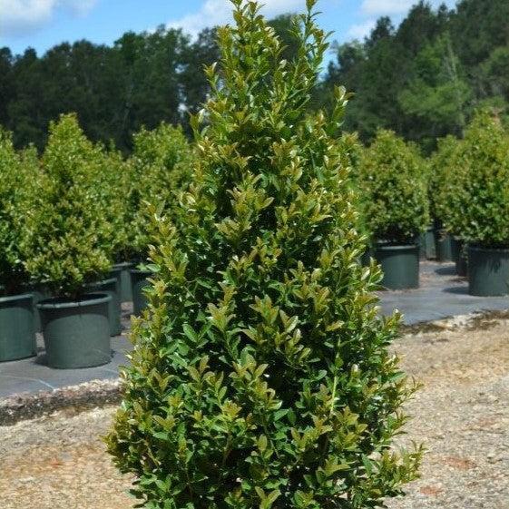 Ilex x 'RutHol4' ~ Arrow Point® Japanese Holly-ServeScape