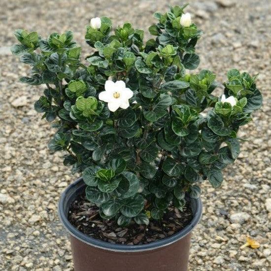 Gardenia hybrid 'Leefive' PP32516 ~ Diamond Spire™ Gardenia-ServeScape