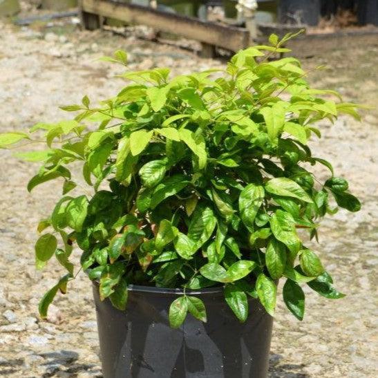 Nandina domestica 'Firepower' ~ Firepower Heavenly Bamboo-ServeScape