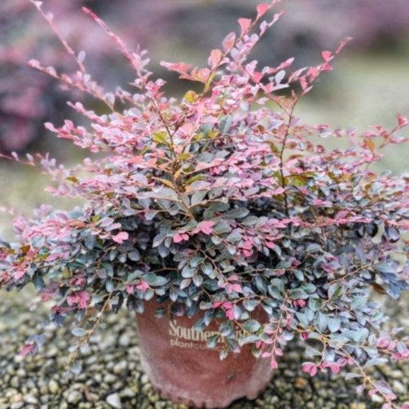Loropetalum chinense 'Purple Daydream' ~ Purple Daydream Fringe Flower-ServeScape