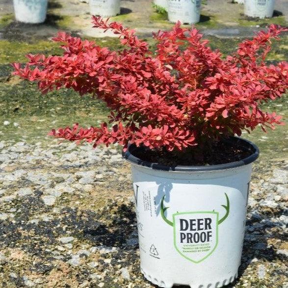 Berberis thunbergii 'NCBT2' ~ PW® Sunjoy Neo® Barberry-ServeScape