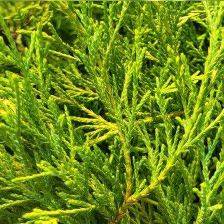 Chamaecyparis pisifera 'Paul's Gold' ~ Paul's Gold Threadbranch Cypress-ServeScape