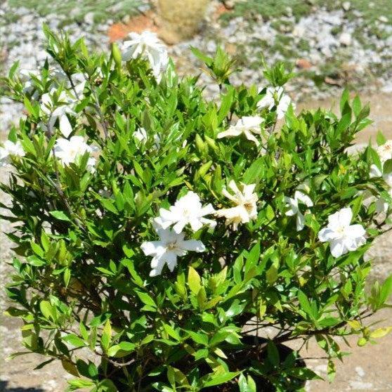 Gardenia jasminoides 'Frost Proof' ~ Frost Proof Gardenia-ServeScape