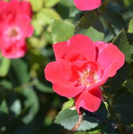 Rosa x 'Radrazz' ~ Knock Out® Shrub Rose, Red-ServeScape