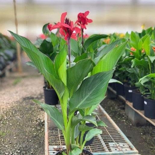 Canna x generalis 'Rose' ~ CANNOVA® Rose Canna Lily-ServeScape