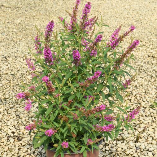 Buddleia davidii 'Tobud1305' ~ Butterfly Towers™ Magenta Butterfly Bush-ServeScape