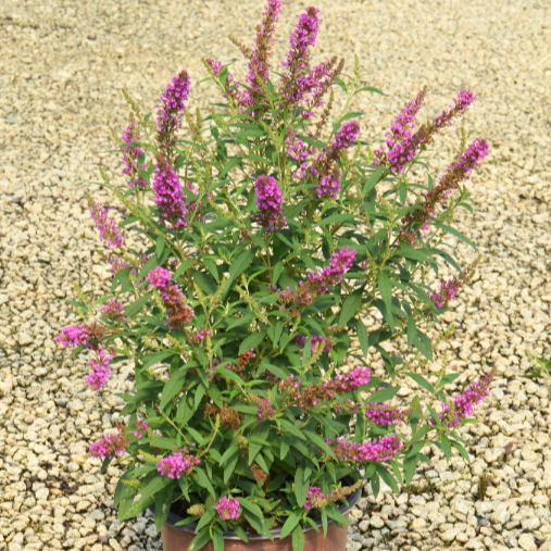 Buddleia davidii 'Tobud1305' ~ Butterfly Towers™ Magenta Butterfly Bush-ServeScape