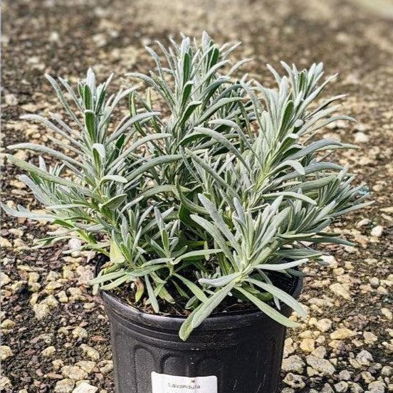 Lavandula x intermedia 'Tesseract' ~ Sensational!® Lavender-ServeScape
