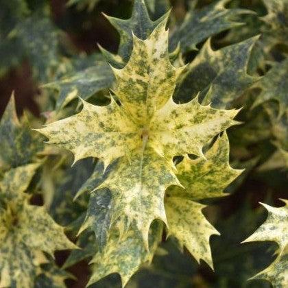 Osmanthus heterophyllus 'Goshiki' ~ Goshiki False Holly-ServeScape