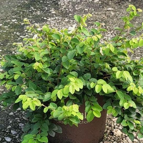 Loropetalum chinense 'Shang-white' ~ Emerald Snow® Fringe Flower-ServeScape