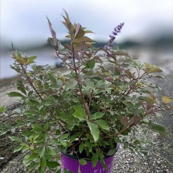 Vitex agnus-castus 'Bailtexone' ~ First Editions® Flip Side™ Chastetree-ServeScape