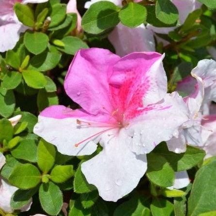 Rhododendron ‘Conlep’ ~ Encore® Autumn Twist™ Azalea-ServeScape