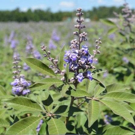 Vitex agnus-castus 'Bailtexone' ~ First Editions® Flip Side™ Chastetree-ServeScape