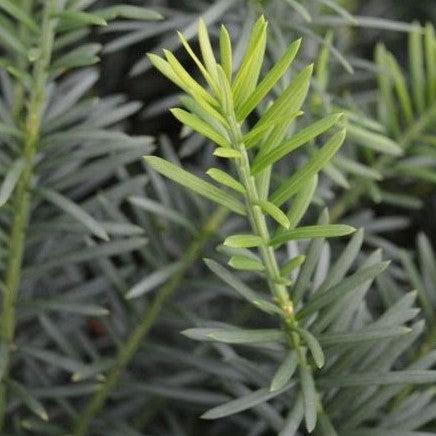Cephalotaxus harringtonia 'Plania' ~ Yewtopia® Plania Plum Yew-ServeScape