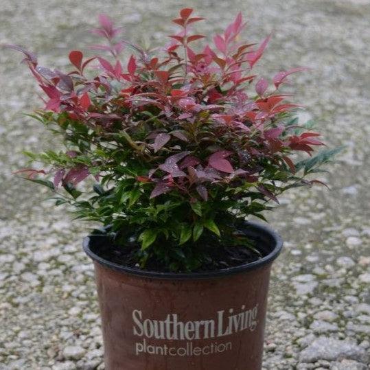 Nandina domestica ‘Seika’ PP21891 ~ Obsession™ Heavenly Bamboo-ServeScape