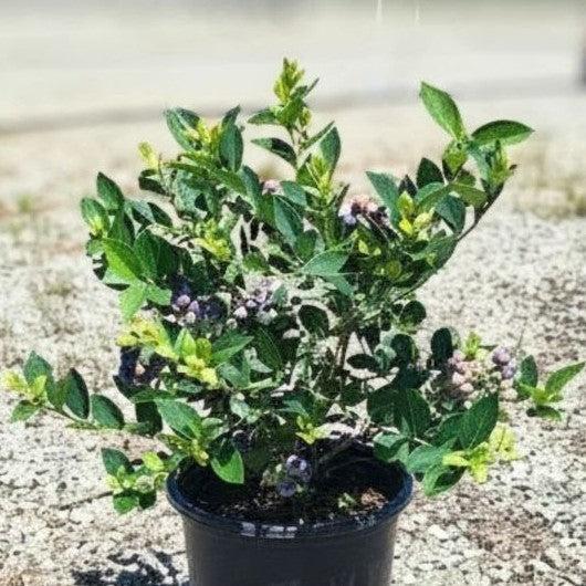 Vaccinium corymbosum 'TH-1093' ~ Sugar Snap® Blueberry-ServeScape