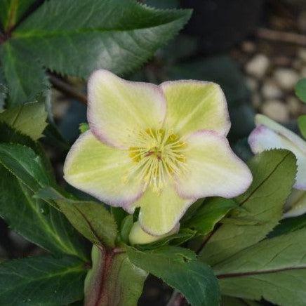 Helleborus x glandorfensis 'Coseh 5000' ~ HGC® Ice N' Roses® Picotee Hellebore-ServeScape