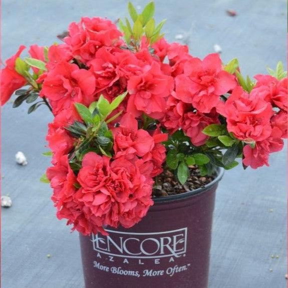 Rhododendron ‘Roblez’ ~ Encore® Autumn Fire™ Azalea-ServeScape