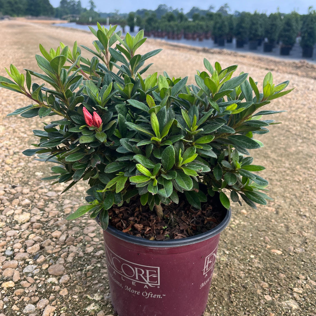 Rhododendron ‘Conled’ ~ Encore® Autumn Coral™ Azalea-ServeScape