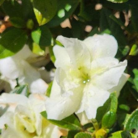 Rhododendron ‘Mootum’ ~ Encore® Autumn Moonlight™ Azalea-ServeScape