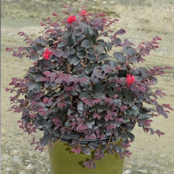 Loropetalum chinense 'CANRL01' ~ Ever Red Mini® Fringe Flower-ServeScape