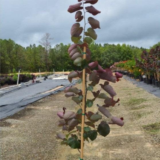 Cercis x 'Merlot' ~ Merlot Redbud-ServeScape