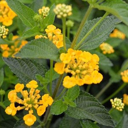 Lantana 'Chapel Hill Gold' ~ Chapel Hill® Gold Lantana-ServeScape