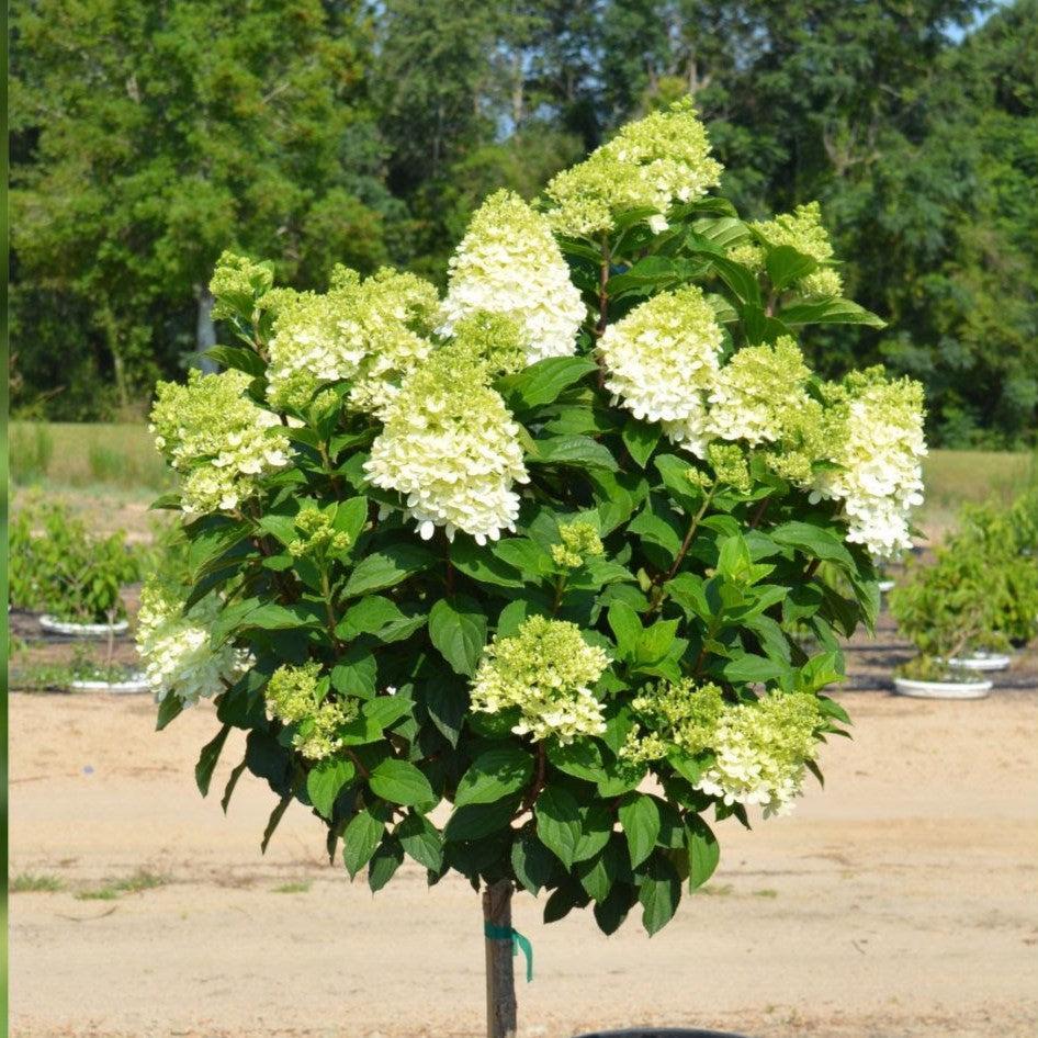Hydrangea paniculata 'DVP PINKY' ~ Pinky Winky® Hydrangea-ServeScape