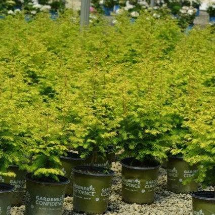 Metasequoia glyptostroboides 'WAH-08AG' PP29,472 ~ Amber Glow™ Dawn Redwood-ServeScape
