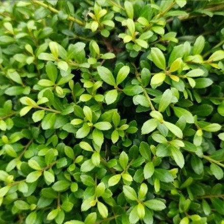 Ilex crenata 'Beehive' ~ Beehive Japanese Holly-ServeScape