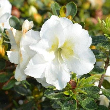 Rhododendron x 'NCRX5' ~ Perfecto Mundo® Double White Azalea-ServeScape