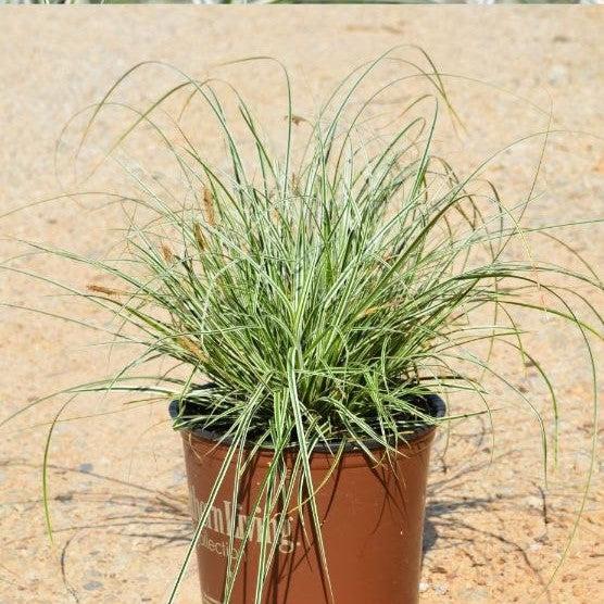 Carex oshimensis 'CarFit01' ~ Evercolor® Everest Variegated Sedge-ServeScape
