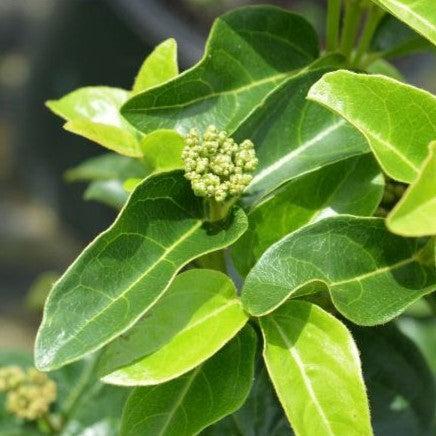 Viburnum tinus 'Lisarose' PP #22,816 ~ Shades of Pink™ Laurustinus-ServeScape