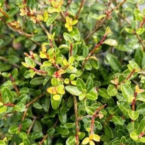 Ilex vomitoria 'Schillings' ~ Schillings Yaupon Holly-ServeScape