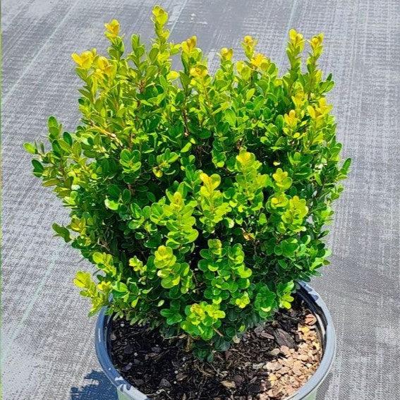 Buxus ‘SB300’ PP32421 ~ NewGen™ Freedom® Boxwood-ServeScape