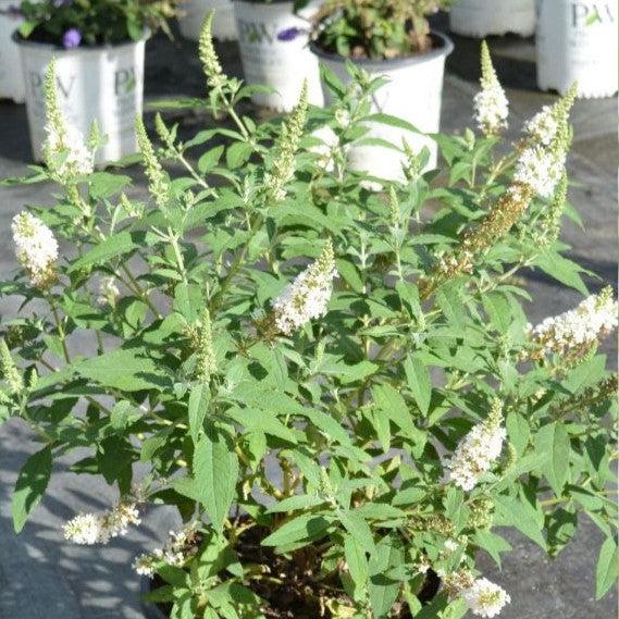 Buddleia davidii 'MBU08/3' ~ Butterfly Towers™ White Butterfly Bush-ServeScape