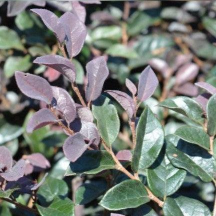 Loropetalum chinense 'Chang Nian Hong' ~ Ever Red® Fringe Flower-ServeScape