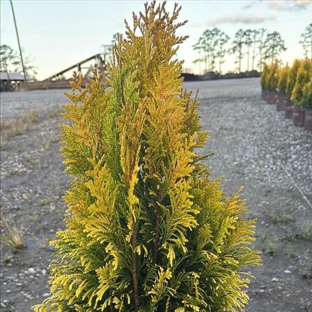 Thuja plicata '4EVER' ~ Forever Goldy® Arborvitae-ServeScape