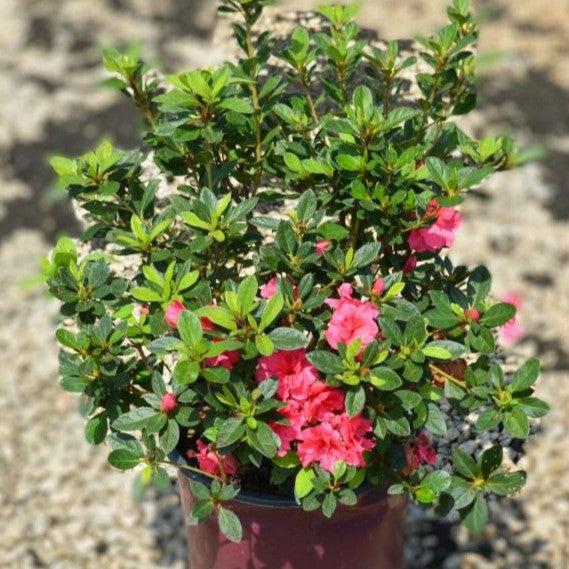 Rhododendron ‘Conlea' ~ Encore® Autumn Rouge™ Azalea-ServeScape